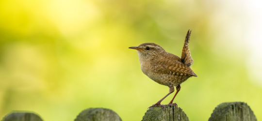 vogels in de tuin