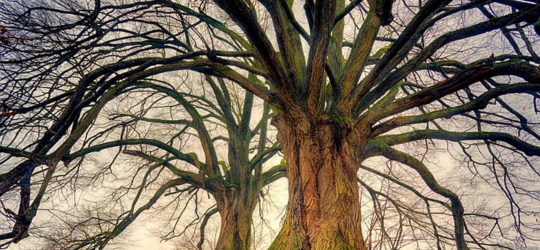 Bomen in winter en lente