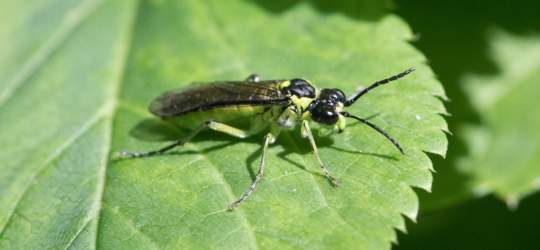 de wereld van insecten